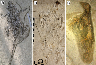 Illustration for article titled Feathered dinosaur death site could be an "animal Pompeii"